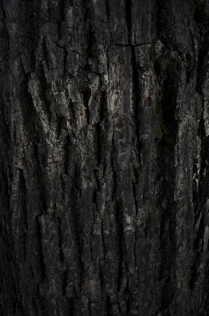 Struttura scura dell'albero