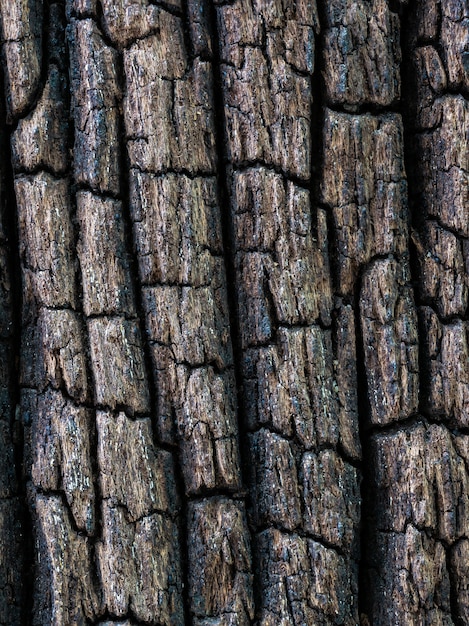 Struttura secca primo piano della corteccia di marrone scuro.