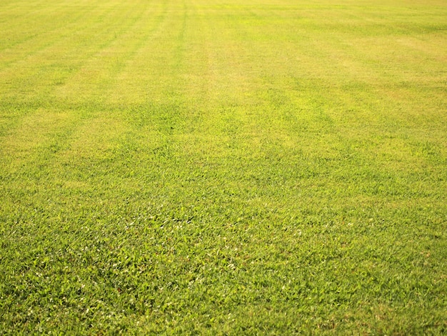 Struttura senza cuciture del fondo del campo di erba verde