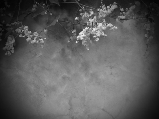 Struttura senza cuciture del muro di cemento nero una superficie ruvida e sfumatura dell'ombra del fiore della foglia con spazio per il testo per un backgroundx9