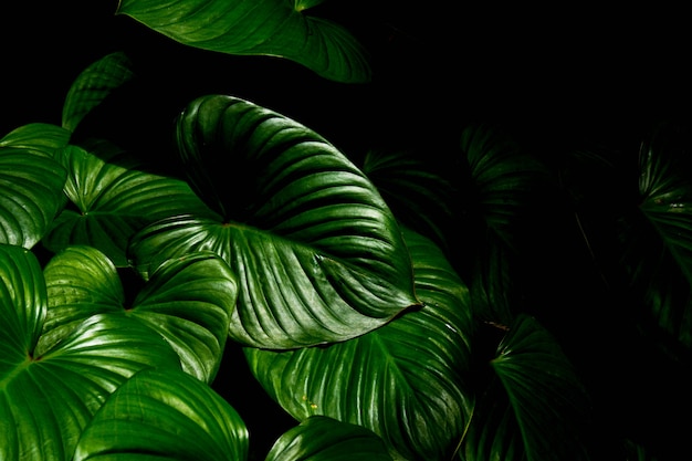 Struttura verde del caladium del foglio nella priorità bassa tropicale della foresta.