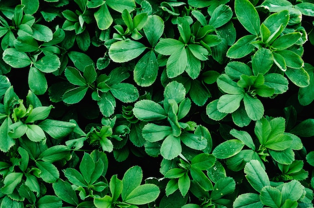 Struttura verde del fondo dell'erba medica dell'acetosella.