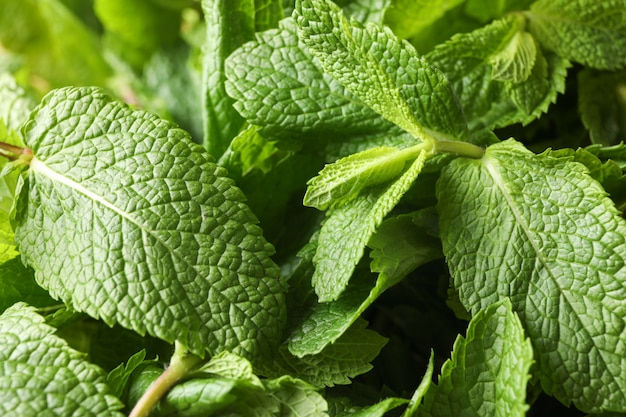 Struttura verde della menta su intero, alto vicino