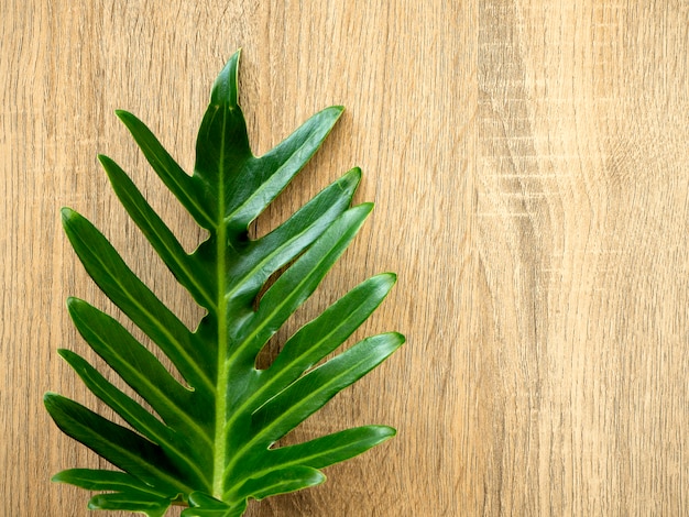 Struttura verde delle foglie di tropico con lo spazio della copia su legno