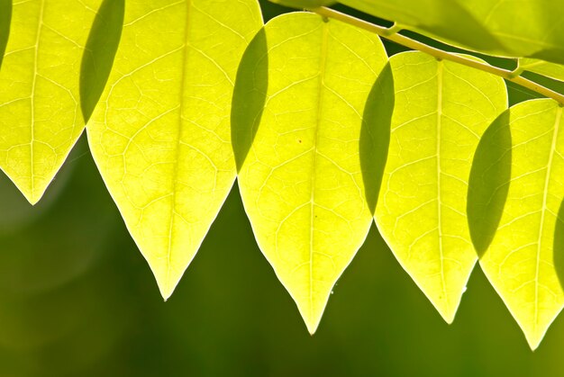 Struttura verde foglia su sfondo verde