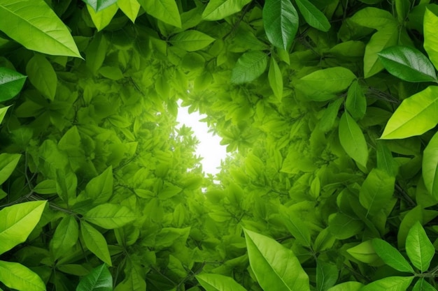 Struttura verde fresca delle foglie dell'albero Sfondo naturale