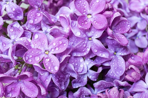 Struttura viola dei fiori lilla della primavera con le gocce di acqua