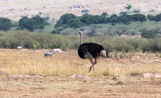 Struzzo africano nella savana