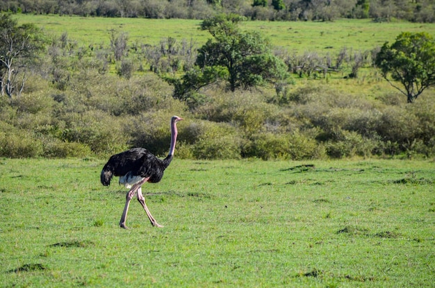 Struzzo che cammina attraverso la savana Masai Mara Kenya Africa