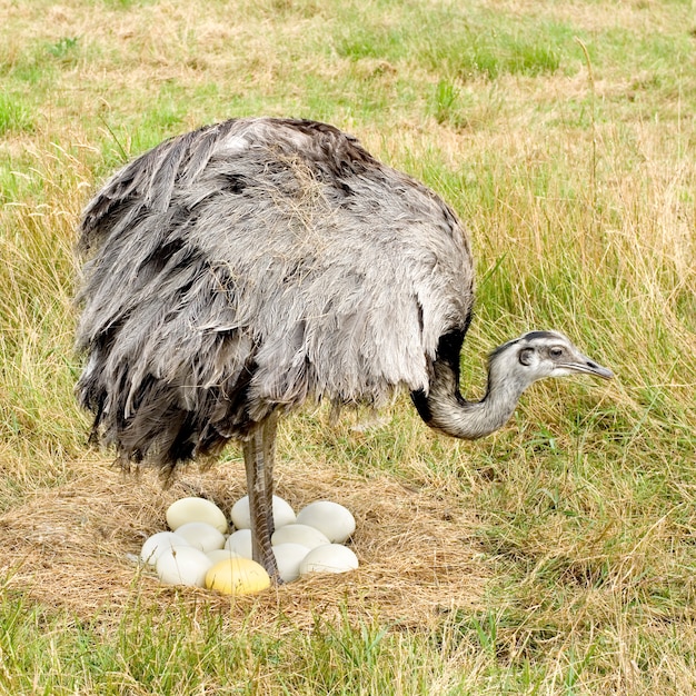 Struzzo Chick di fronte a uno sfondo bianco