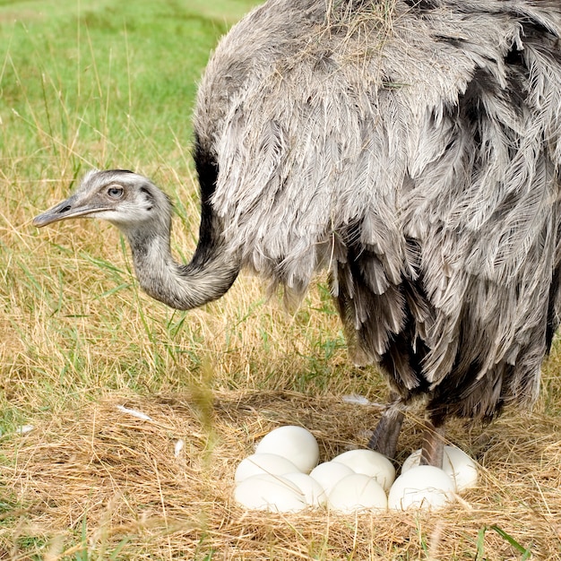 Struzzo Chick di fronte a uno sfondo bianco