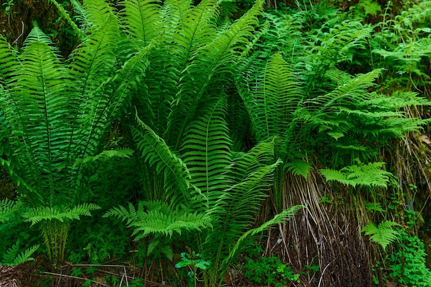 Struzzo comune di felce verde o corydalis a foglia di felce