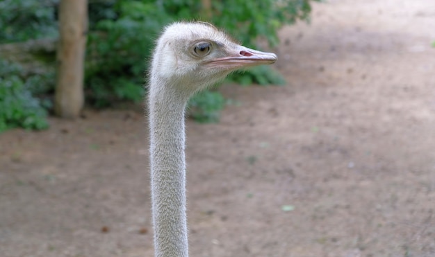 Struzzo in avifauna olandese dello zoo nei Paesi Bassi