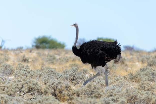 Struzzo selvatico che cammina nella savana africana