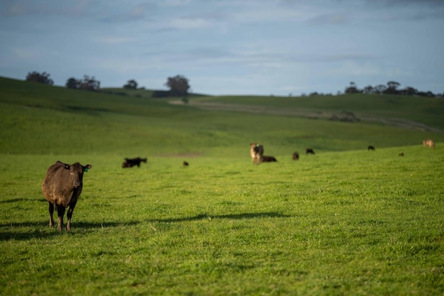 Stud Beef tori e mucche al pascolo sull'erba in un campo in Australia razze includono speckle park murray grigio angus brangus e wagyu