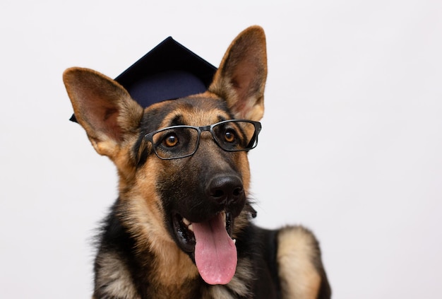 Studente di cane intelligente Ritratto di un simpatico pastore tedesco che indossa un cappello di graduazione in vetro isolato su bianco copia spazio a sinistra per il testo