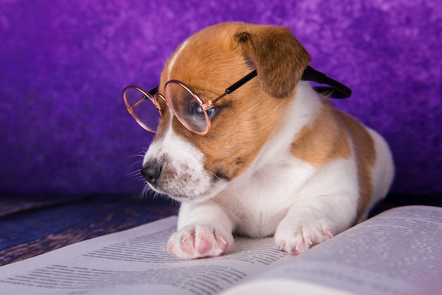 Studente stanco cane carino che legge un libro per insegnare lezioni, si addormenta.