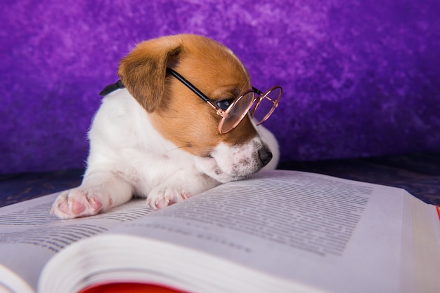 Studente stanco cane carino che legge un libro per insegnare lezioni, si addormenta.