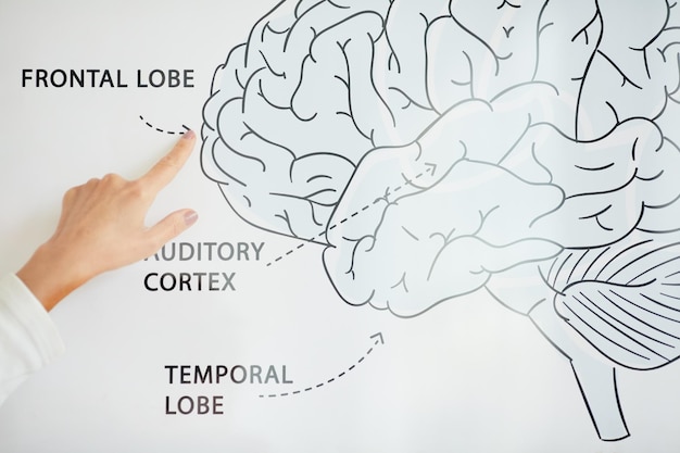 Studiare il cervello umano