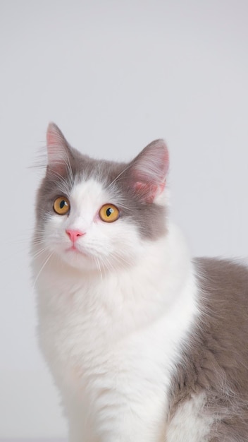 Studio di sessione di servizio fotografico di gatto persiano femmina grigio e bianco con sfondo bianco con espressione di gatto