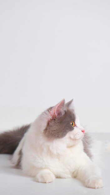 Studio di sessione di servizio fotografico di gatto persiano femmina grigio e bianco con sfondo bianco con espressione di gatto