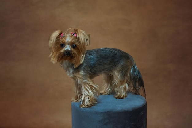 Studio ritratto di un cucciolo di yoksher terrier in piedi su un pouf contro uno sfondo marrone e looki