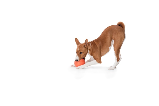 Studio shot del cane Basenji isolato su bianco studio background