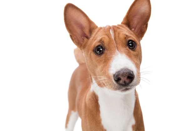 Studio shot del cane Basenji isolato su bianco studio background