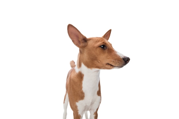 Studio shot del cane Basenji isolato su bianco studio background