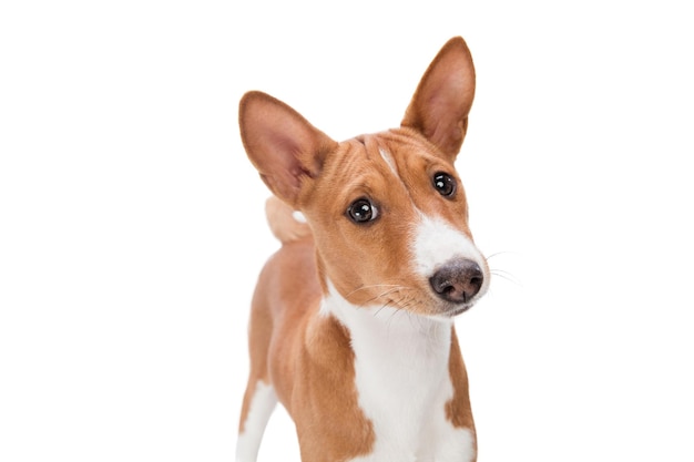 Studio shot del cane Basenji isolato su bianco studio background