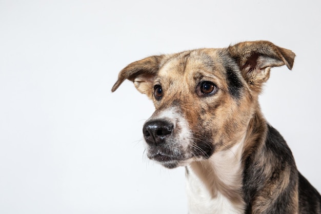 Studio shot del cane pastore che guarda da parte su backgtound bianco