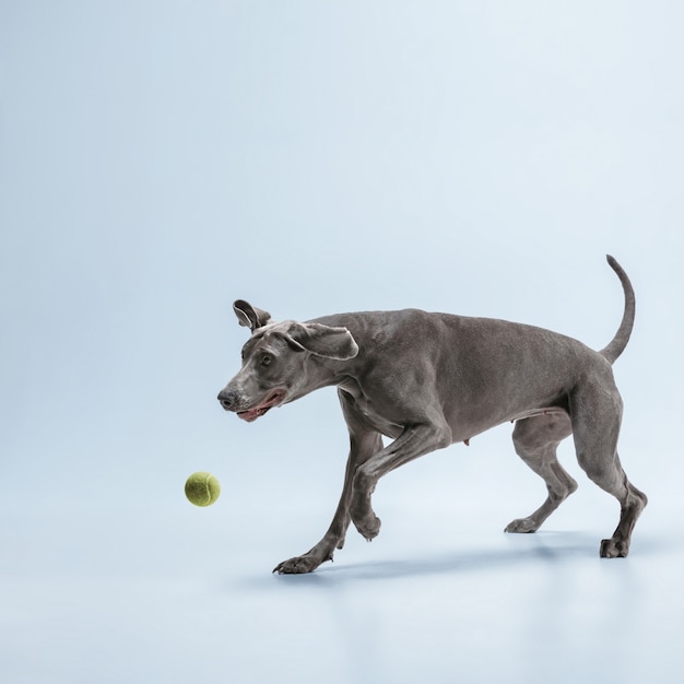 Studio shot del cane weimaraner isolato su sfondo blu studio