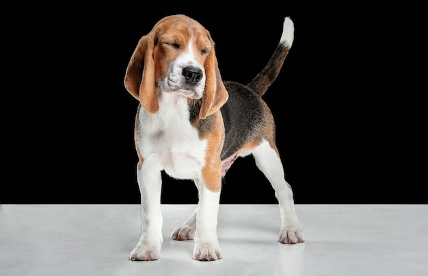 Studio shot del cucciolo di beagle sul muro nero