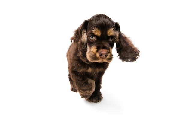 Studio shot di american cocker spaniel su bianco