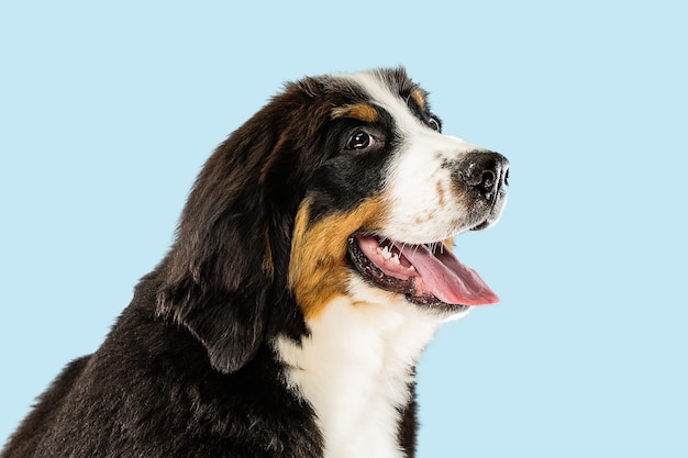 Studio shot di berner sennenhund cucciolo su sfondo blu studio