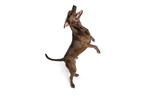 Studio shot di cane di razza american pit bull terrier in posa in un salto isolato su bianco
