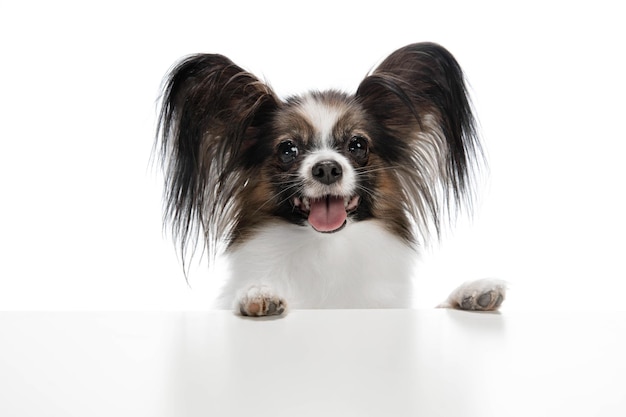 Studio shot di divertente cane Papillon isolato su bianco studio background