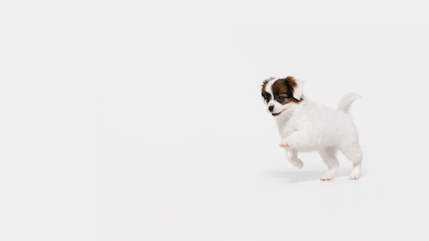 Studio shot di Papillon Fallen cagnolino isolato su bianco studio background