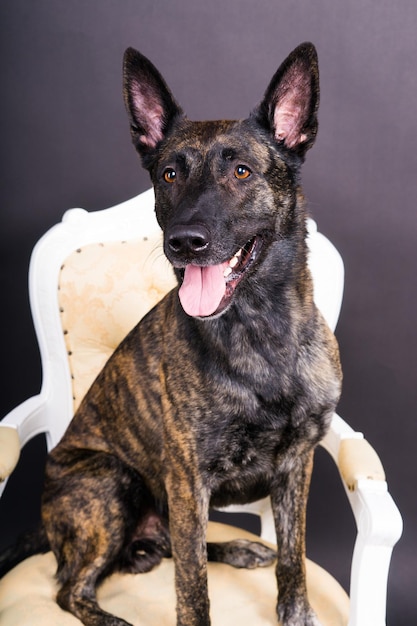 Studio shot di un adorabile cane di razza mista seduto su sfondo nero