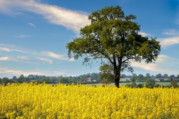 Stupro nella campagna dell'Essex