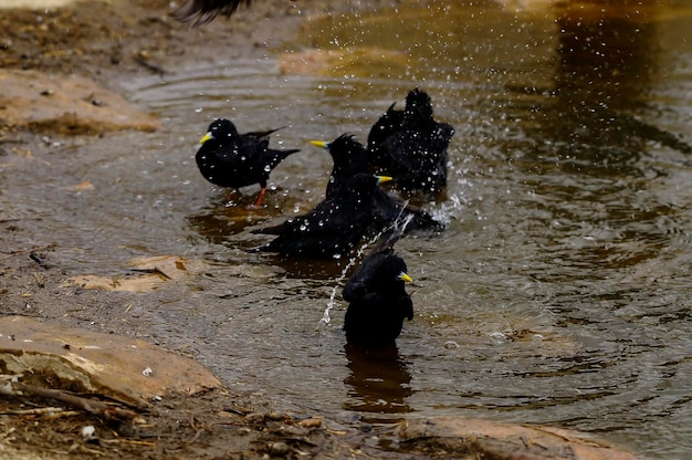 Sturnus unicolor lo storno nero è una specie di uccello passeriforme della famiglia degli sturnidae