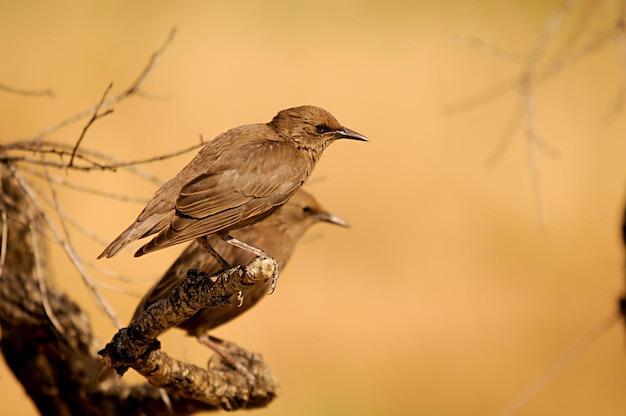 Sturnus unicolor lo storno nero è una specie di uccello passeriforme della famiglia degli sturnidae