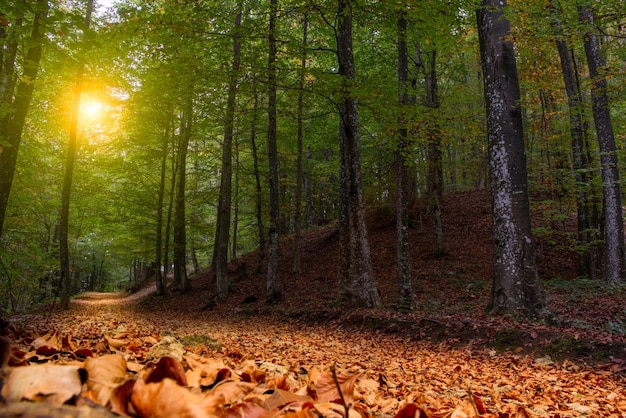 su strada nel bosco