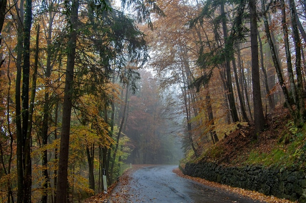 su strada nel bosco