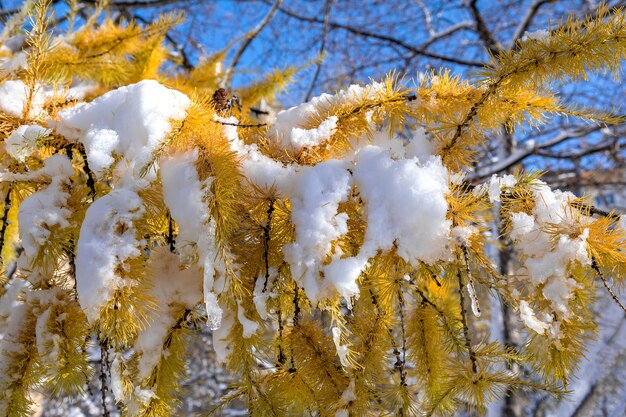 Su un ramo di un larice dagli aghi gialli giace la prima neve caduta