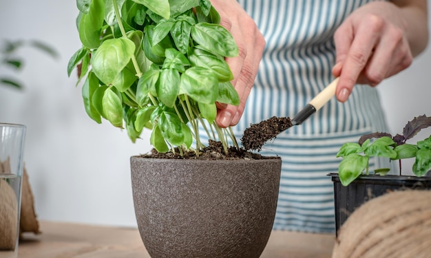 Su un tavolo di legno attrezzi da giardinaggio suolo Persona in un grembiule sta piantando una pianta verde in una pentola Concetto agricolo piante giovani cura piantine e hobby