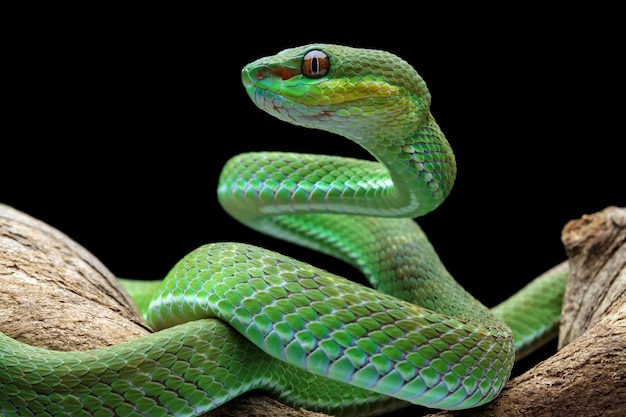 Su uno sfondo nero si vede un serpente verde con una macchia rossa sulla testa.