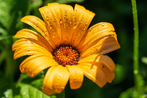 Su uno sfondo verde c'è il fiore giallo soleggiato Doronikum con gocce d'acqua.