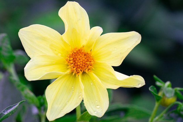 Su uno sfondo verde è soleggiato fiore giallo con gocce d'acqua. Primo piano, vista dall'alto.