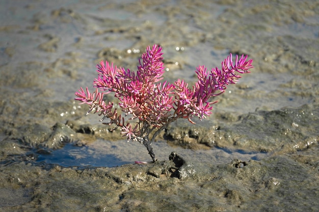 Suaeda maritima o ortaggio seablite che cresce lateralmente all'allevamento di saline